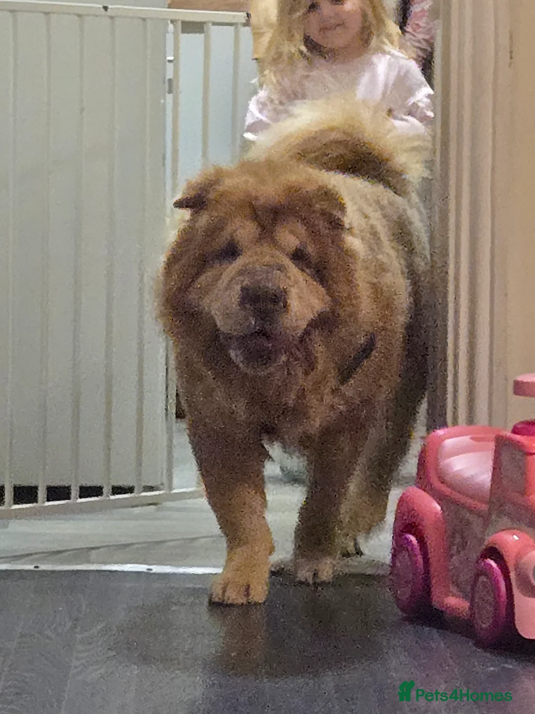Shar Pei dogs for sale: Bison - Advert 2