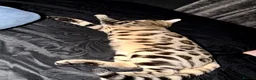 Bengal cats for sale: Pure Bengal cat  in Forfar - Advert 2
