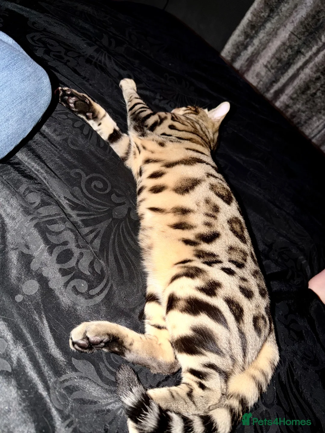 Bengal cats for sale: Pure Bengal cat  in Forfar - Advert 2