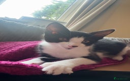 Mixed Breed cats for sale: Tilly  - Image 4