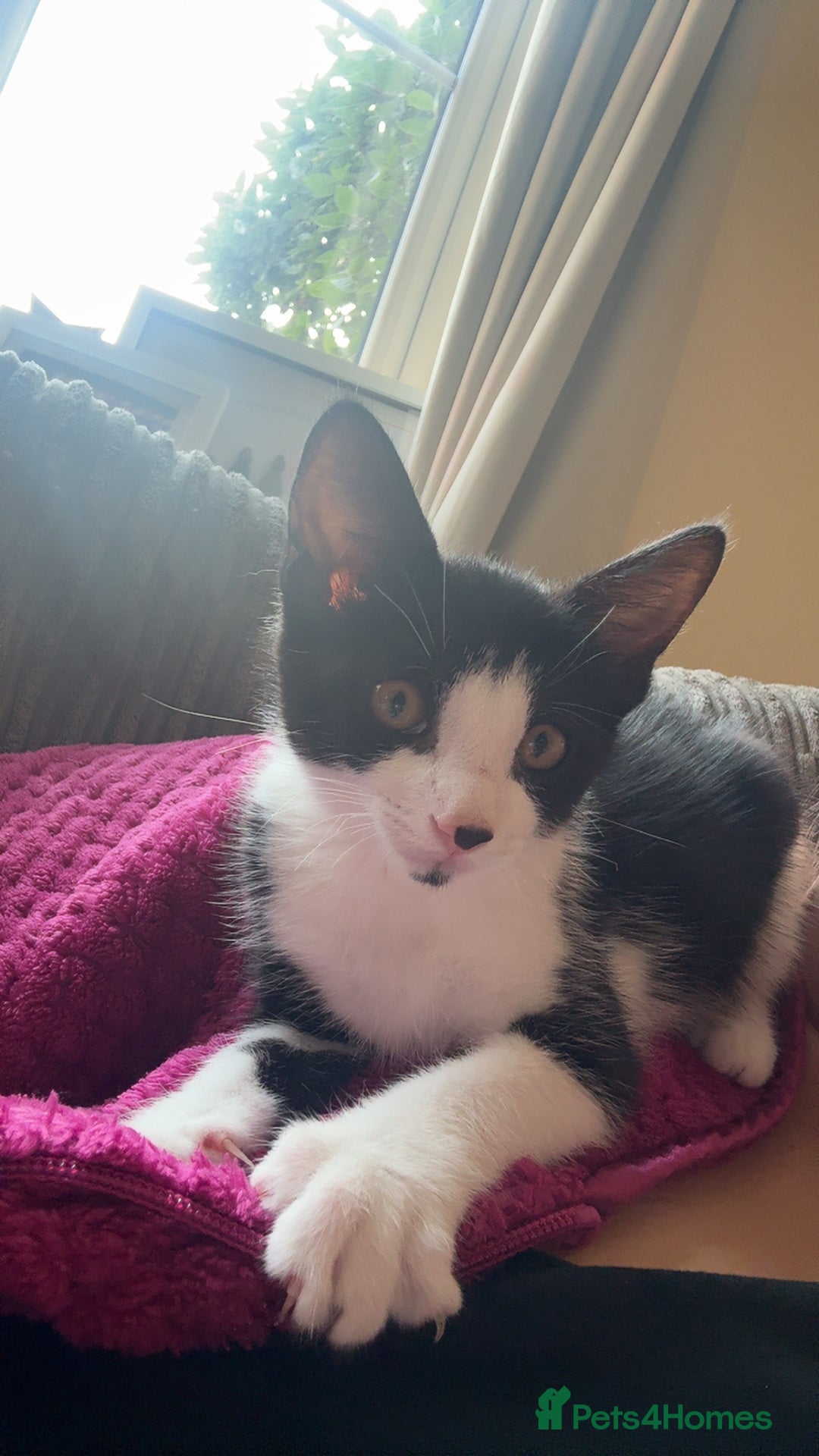 Mixed Breed cats for sale: Tilly  - Image 4