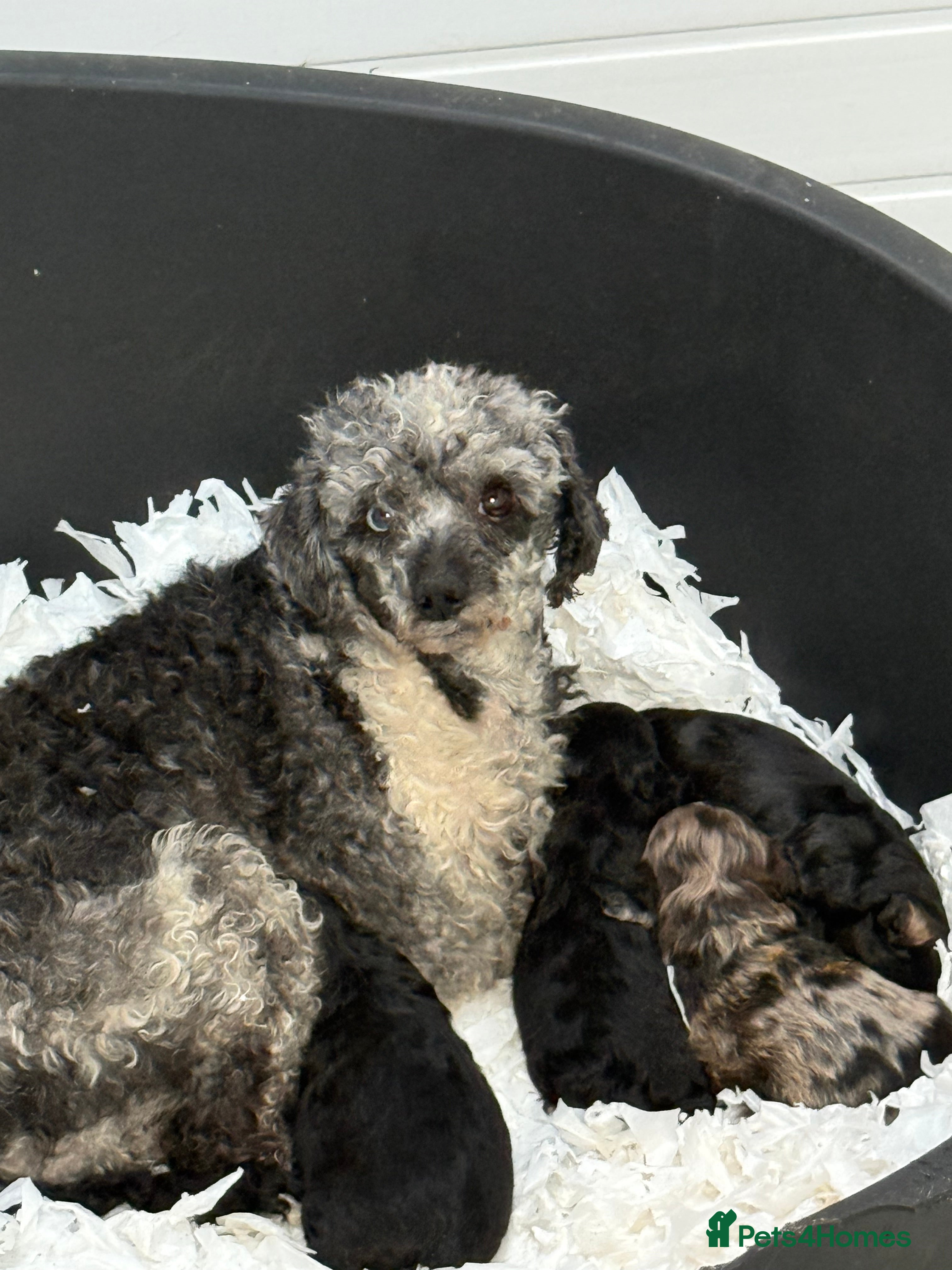 Cavapoo dogs Stunning F1 Cavapoos  - Advert 1