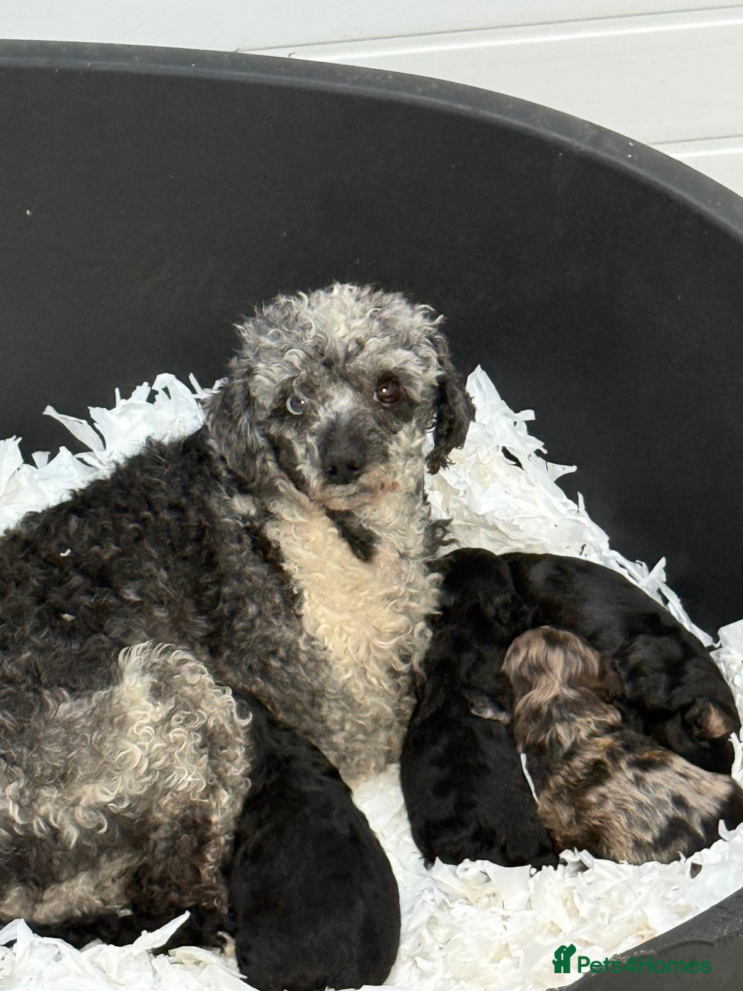 Cavapoo dogs for sale: Stunning F1 Cavapoos  - Advert 1