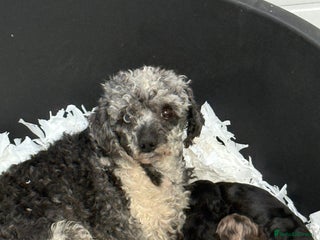 Cavapoo dogs Stunning F1 Cavapoos - Advert 4