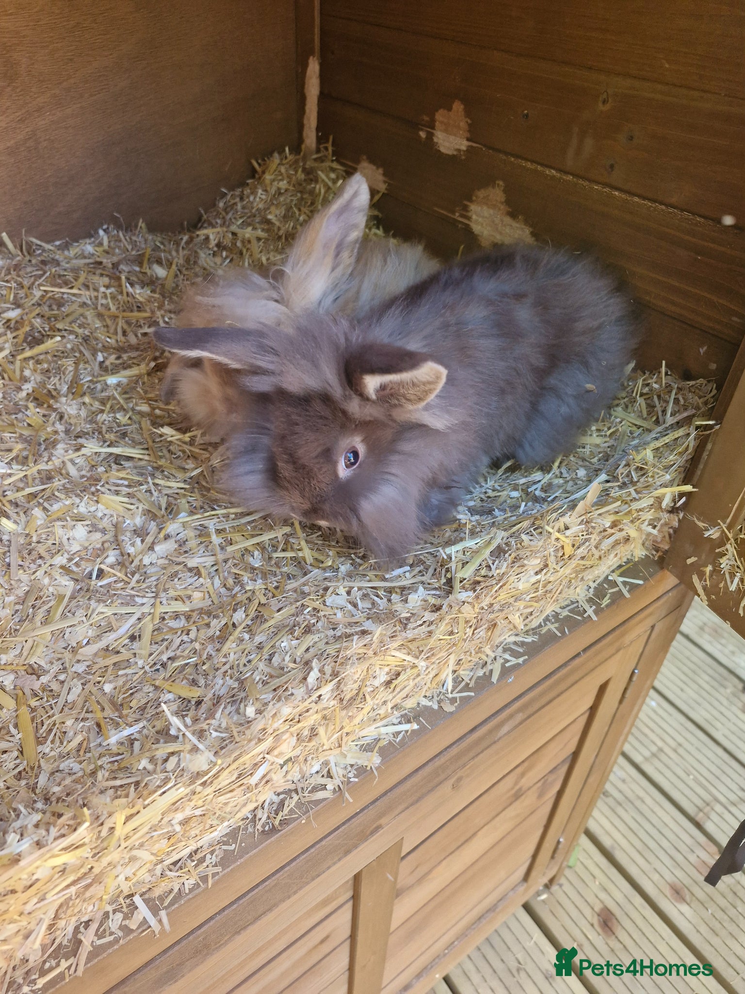 Mini Lion Lop rabbits 2 lion lop babies looking for their forever homes - Advert 13