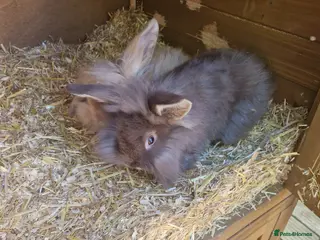 Mini Lion Lop rabbits 2 lion lop babies looking for their forever homes - Advert 14