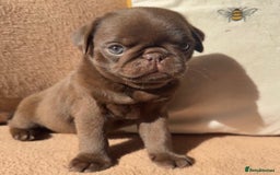 Pug dogs for sale: Amazing KC registered pug puppies - Image 5