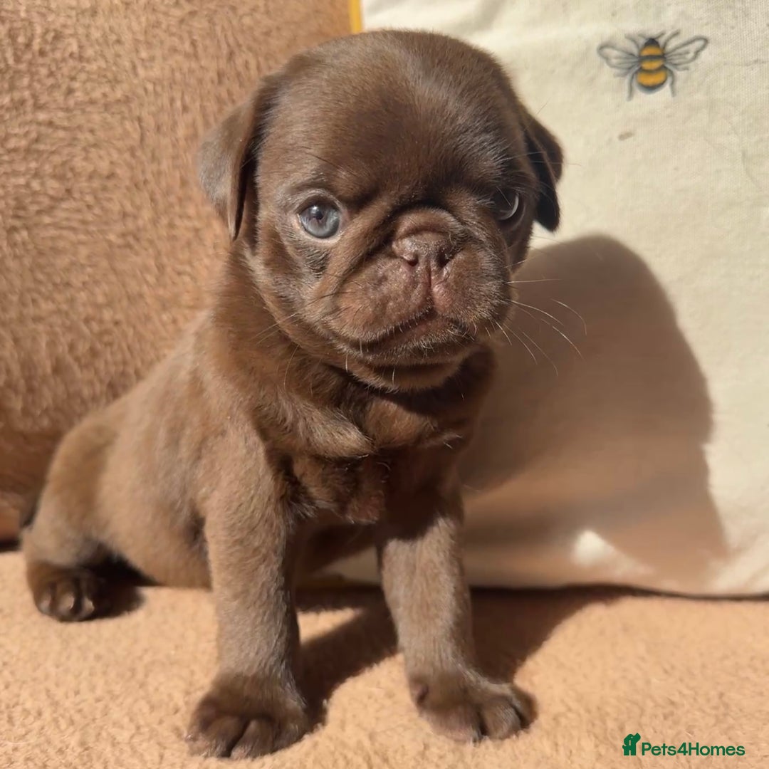 Pug dogs for sale: Amazing KC registered pug puppies - Image 5
