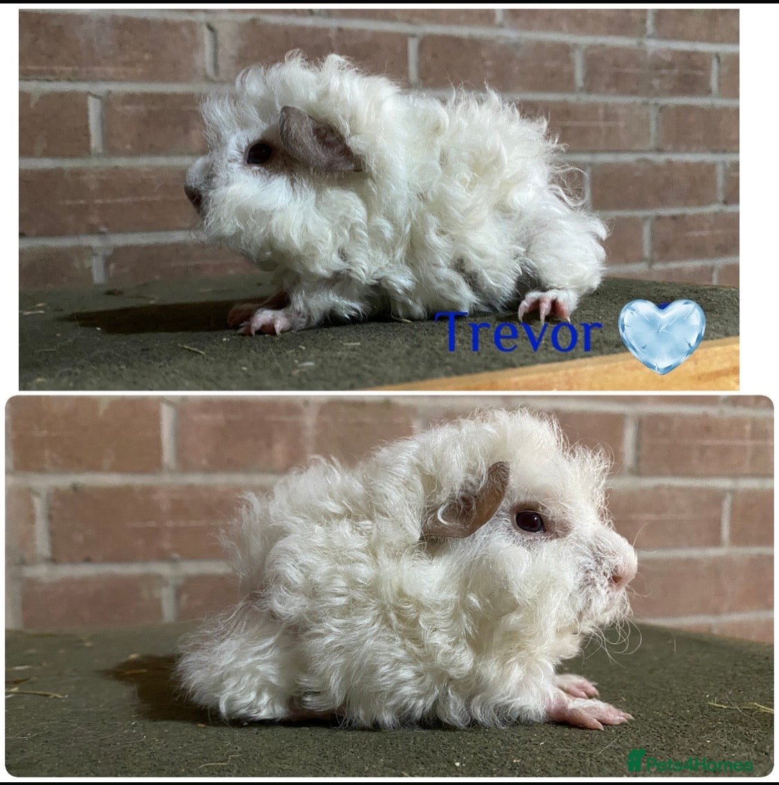 Guinea Pig rodents Pedigree Lunkarya Guinea pigs  - Advert 2