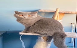 British Shorthair cats for sale: 3 Gorgeous BSH kittens looking to be rehomed. - Image 8