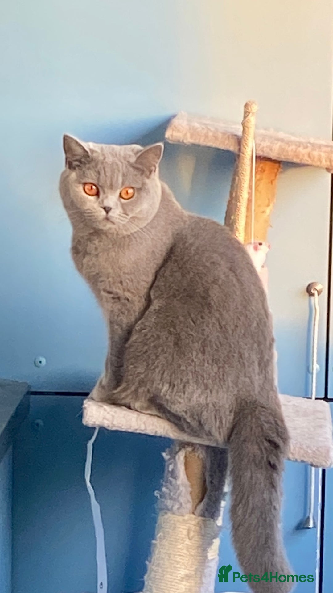 British Shorthair cats for sale: 3 Gorgeous BSH kittens looking to be rehomed. - Image 8