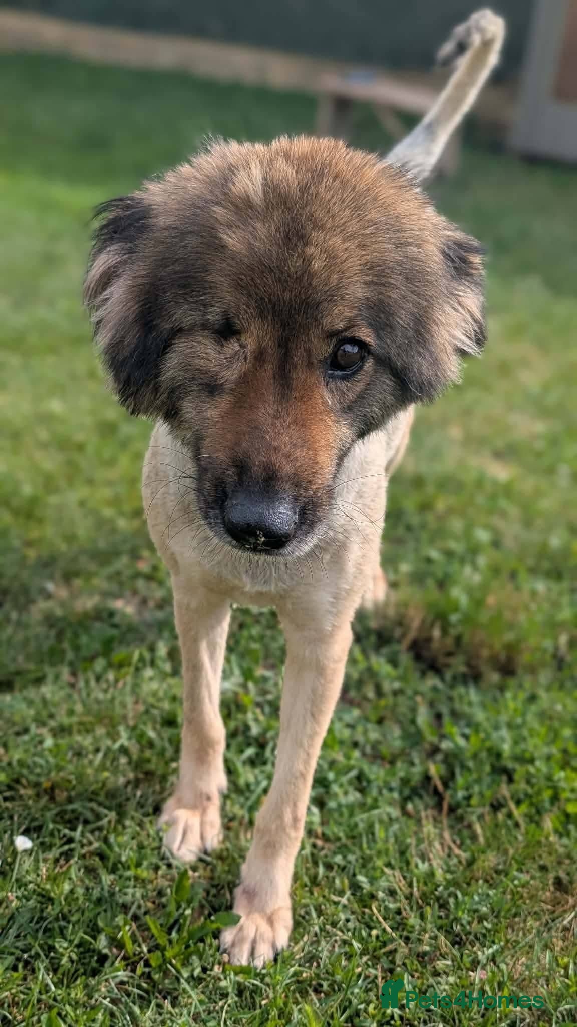 Mixed Breed dogs Leela for adoption - Advert 1