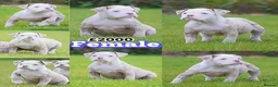 Old Tyme Bulldog dogs for sale: 23 YEARS, EXPERIENCE, 5 STAR RATED, LICENSED - Advert 14