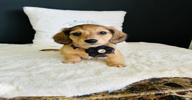 Miniature Dachshund dogs - Advert 5