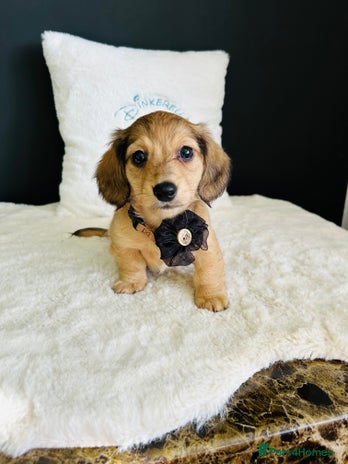 Miniature Dachshund dogs - Advert 2