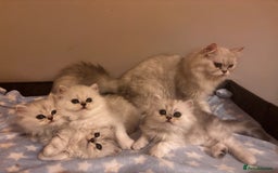 Persian cats for sale: Persian chinchilla kittens - Image 2