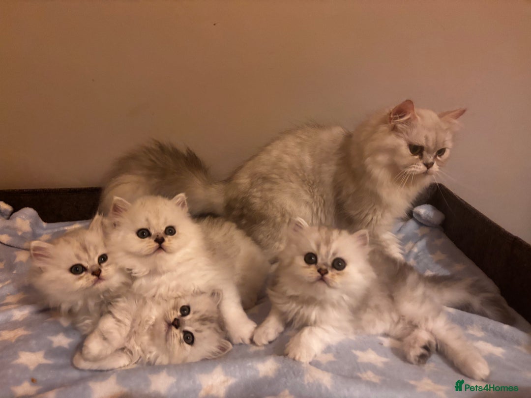 Persian cats for sale: Persian chinchilla kittens - Image 2