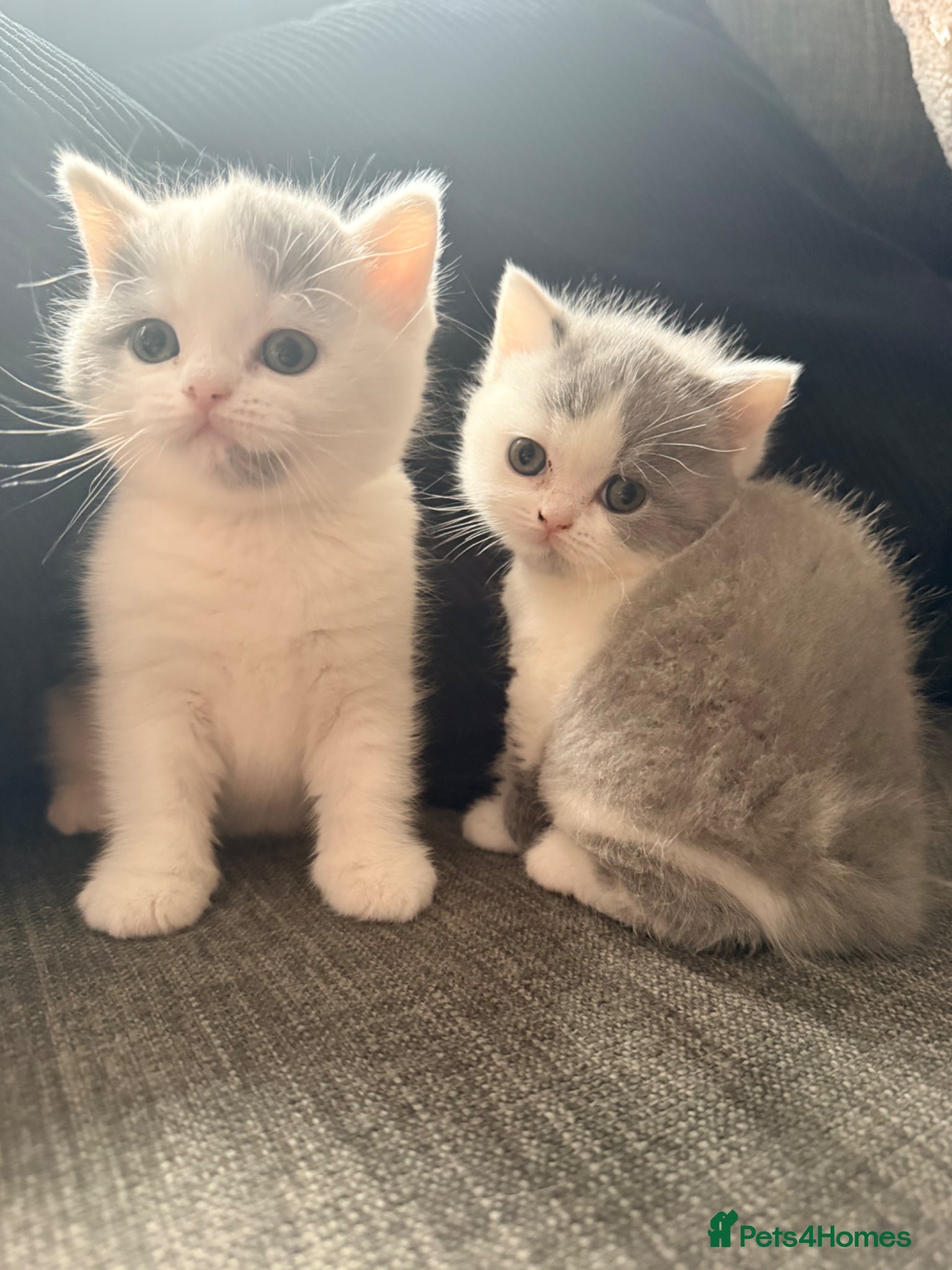 British Shorthair cats Supreme stunning quality bsh for sale - Advert 1