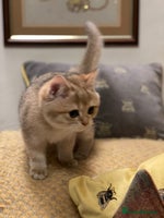 British Shorthair cats Ready This Weekend Golden Female Kitten - Advert 14