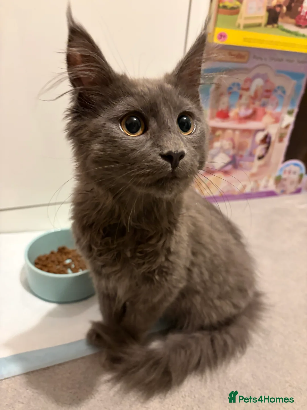 Mixed Breed cats for sale: Maine coon cross kitten - Blue male  - Advert 6