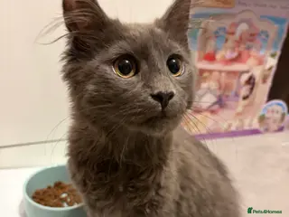 Mixed Breed cats Maine coon cross kitten - Blue male - Advert 1