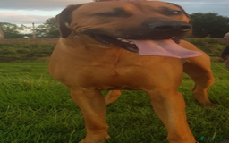 Rhodesian Ridgeback dogs for sale: LADYLIUWA KC REG. LITTER: LAST TWO PUPS FOR SALE in Grantham - Image 33