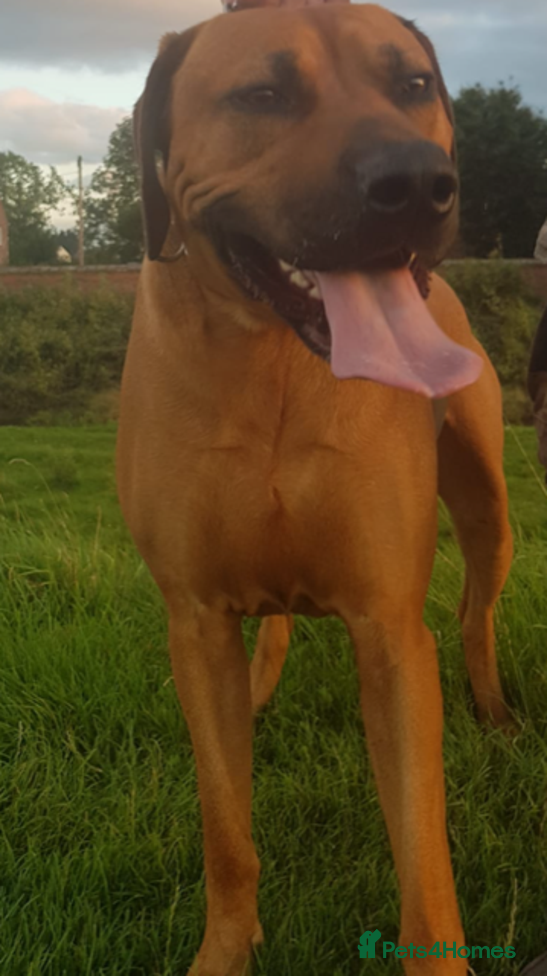 Rhodesian Ridgeback dogs for sale: LADYLIUWA KC REG. LITTER: LAST TWO PUPS FOR SALE in Grantham - Image 33