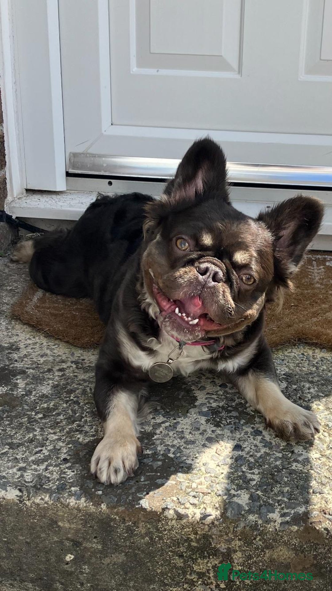 French Bulldog dogs for sale: Ickle fluffy puddings  - Advert 10