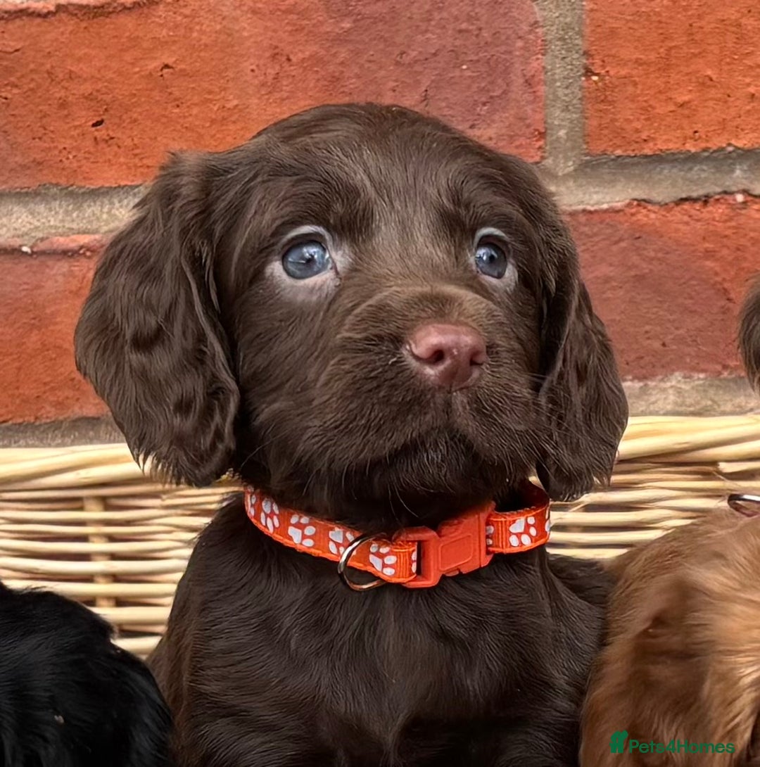 Cocker Spaniel dogs for sale: Quality Cocker Spaniel Puppies - Advert 5