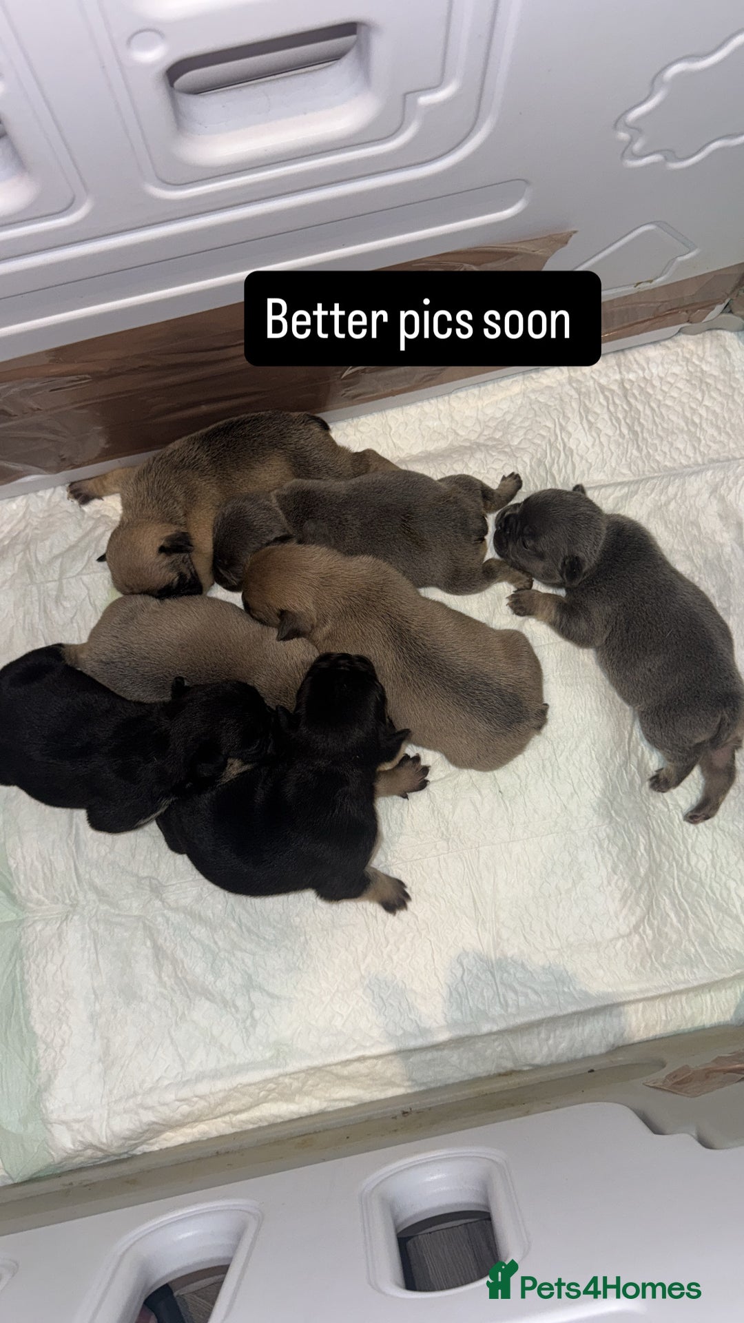French Bulldog dogs for sale: French bulldog puppies coming soon!!!!! - Advert 3