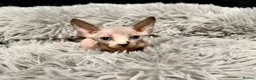 Sphynx cats for sale: TICA Reg Sphynx Kittens, Extensive Genetic Testing - Advert 25