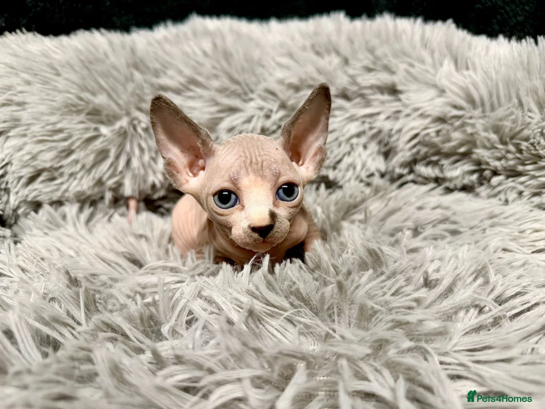 Sphynx cats for sale: TICA Reg Sphynx Kittens, Extensive Genetic Testing - Advert 25