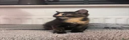 Mixed Breed cats for sale: Two little girls - Advert 7