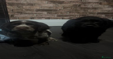 Cockapoo dogs Beautiful miniature cockapoo boys🐾 - Advert 3