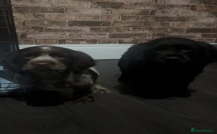 Cockapoo dogs F1b cockapoo pups  - Advert 3