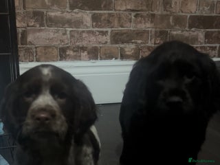 Cockapoo dogs F1b cockapoo pups - Advert 2