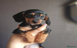 Dachshund dogs for sale: Minature dachshund puppies  - Image 12