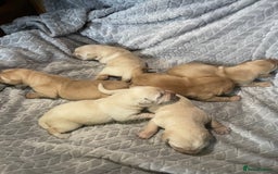 Labrador Retriever dogs for sale: Labrador pups full pedigree ready 22nd Dec - Image 14
