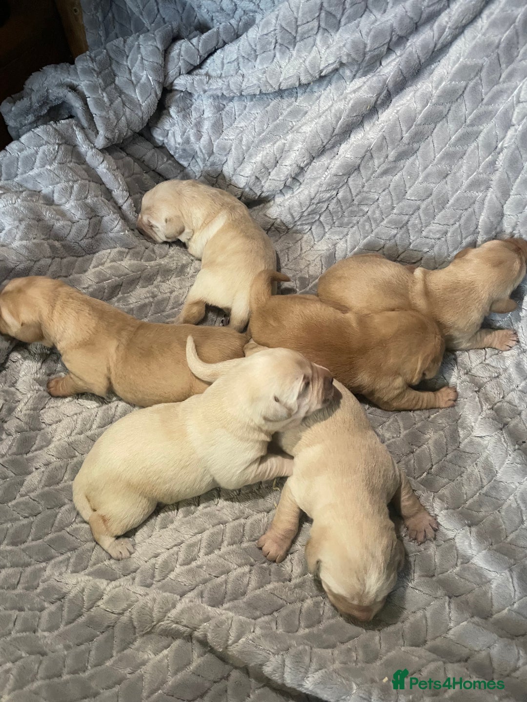 Labrador Retriever dogs for sale: Labrador pups full pedigree ready 22nd Dec - Image 14