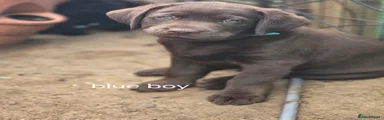 Labrador Retriever 3