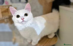 Munchkin cats for sale: Purebred TICA reg. Munchkin kittens ready to go  - Image 6