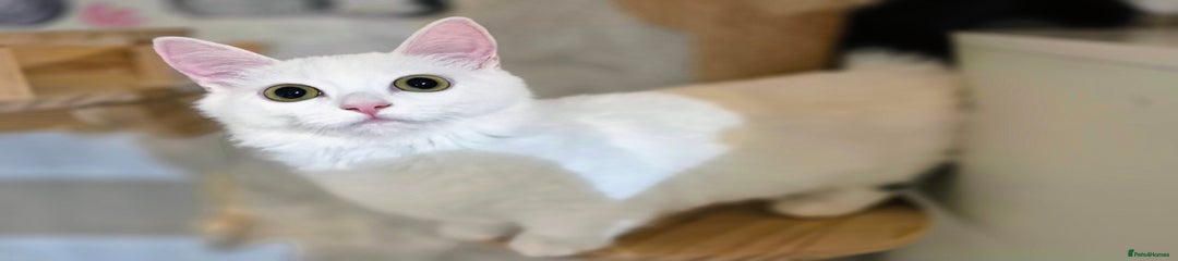 Standard Munchkin Kitten 2