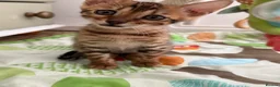 Bengal cats for sale: TICA Pedigree Bengal Kittens Snow & Brown  - Advert 18