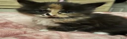 Mixed Breed cats for sale: Friendly, playful female kitten - Advert 6
