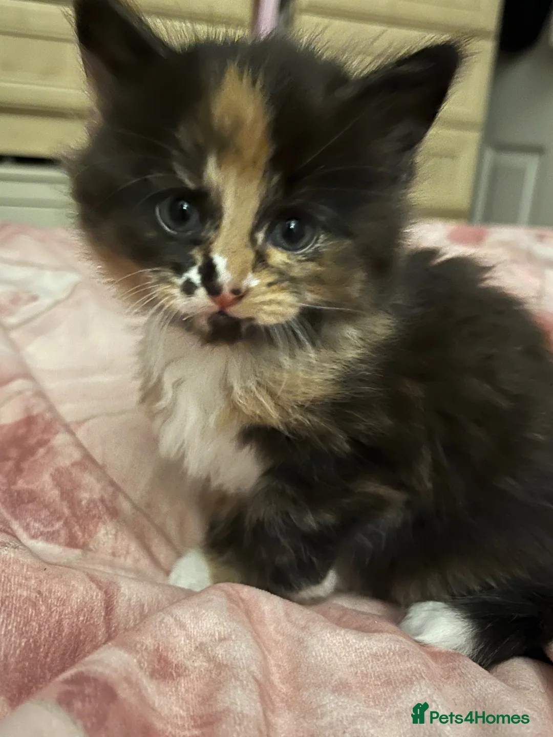 Mixed Breed cats for sale: Friendly, playful female kitten - Advert 6