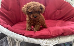 Toy Poodle dogs for sale: Poodle Toy Puppy calm, gentle, with full doc. - Image 18