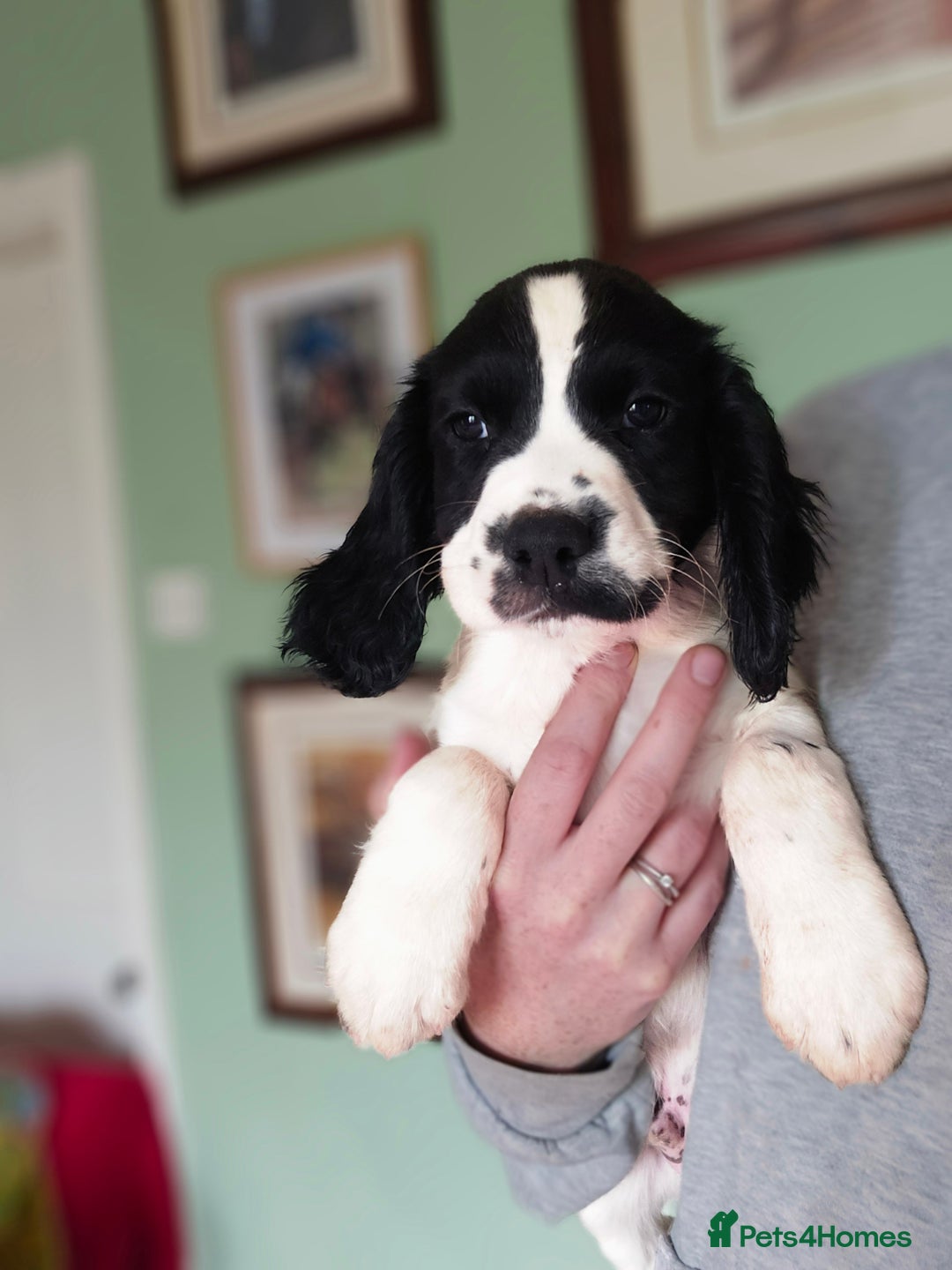 English Springer Spaniel dogs for sale: 2 male english springer pups - Image 15