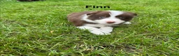 Border Collie dogs for sale: Our Bred Border Collie Puppies For Sale - Advert 24