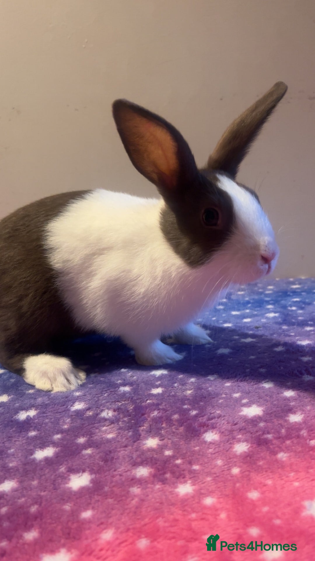 Dutch rabbits for sale: ‼️4 pure bred Dutches ready soon‼️ - Advert 8