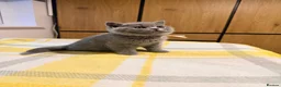British Shorthair cats for sale: British Shorthair Kittens GCCF Registered😻✨😻 - Advert 18